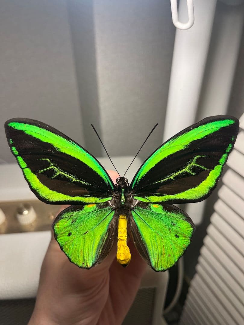 ミドリメガネトリバネアゲハ 展翅標本 外国産蝶標本 標本 蝶 採集品 アカエリ