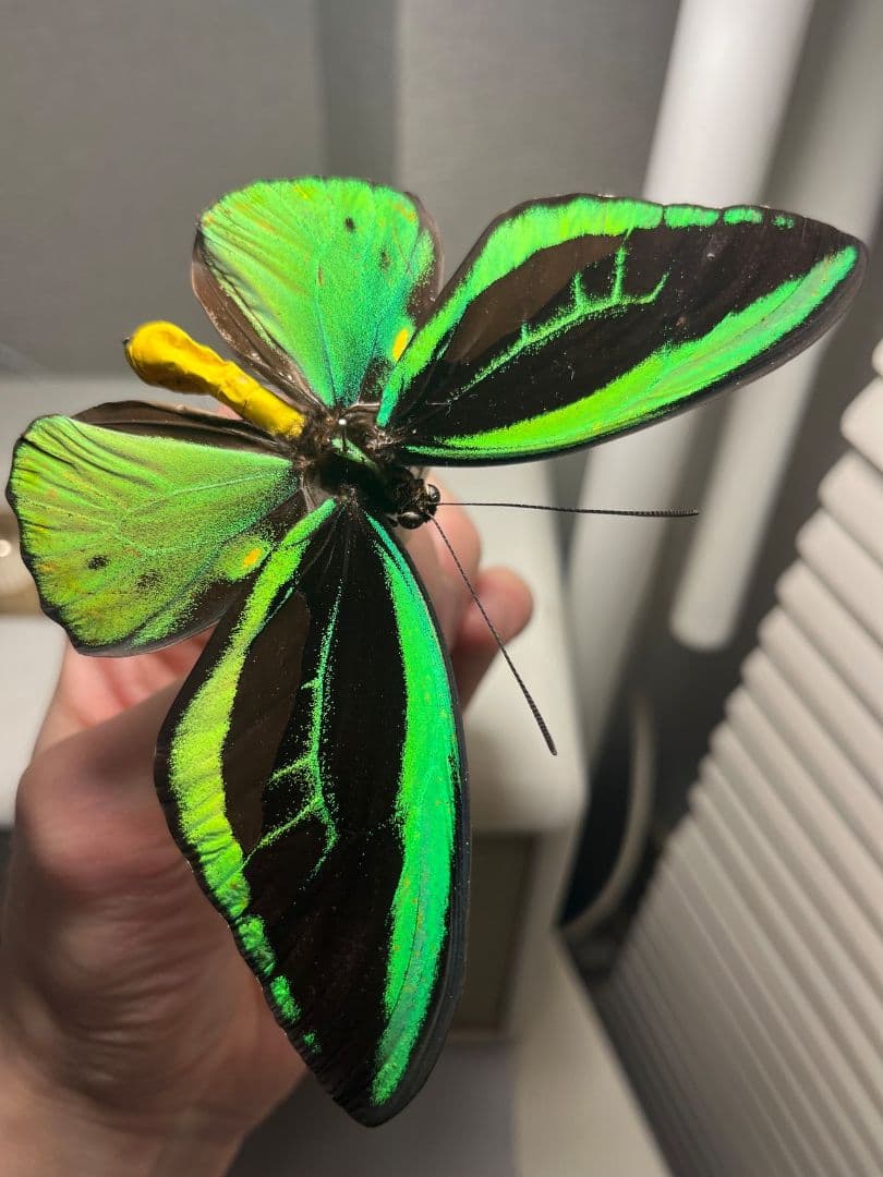 ミドリメガネトリバネアゲハ 展翅標本 外国産蝶標本 標本 蝶 採集品 アカエリ