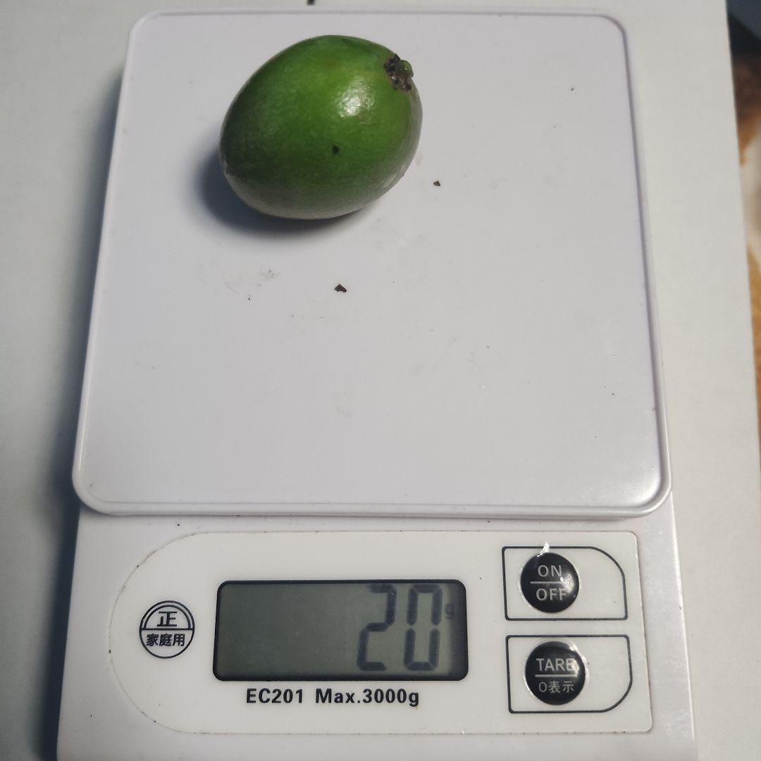 m*e様 沖縄県産 摘果マンゴー 青マンゴー 20kg 常温発送 オークションC