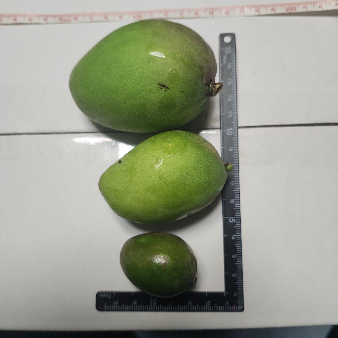 m*e様 沖縄県産 摘果マンゴー 青マンゴー 20kg 常温発送 オークションC