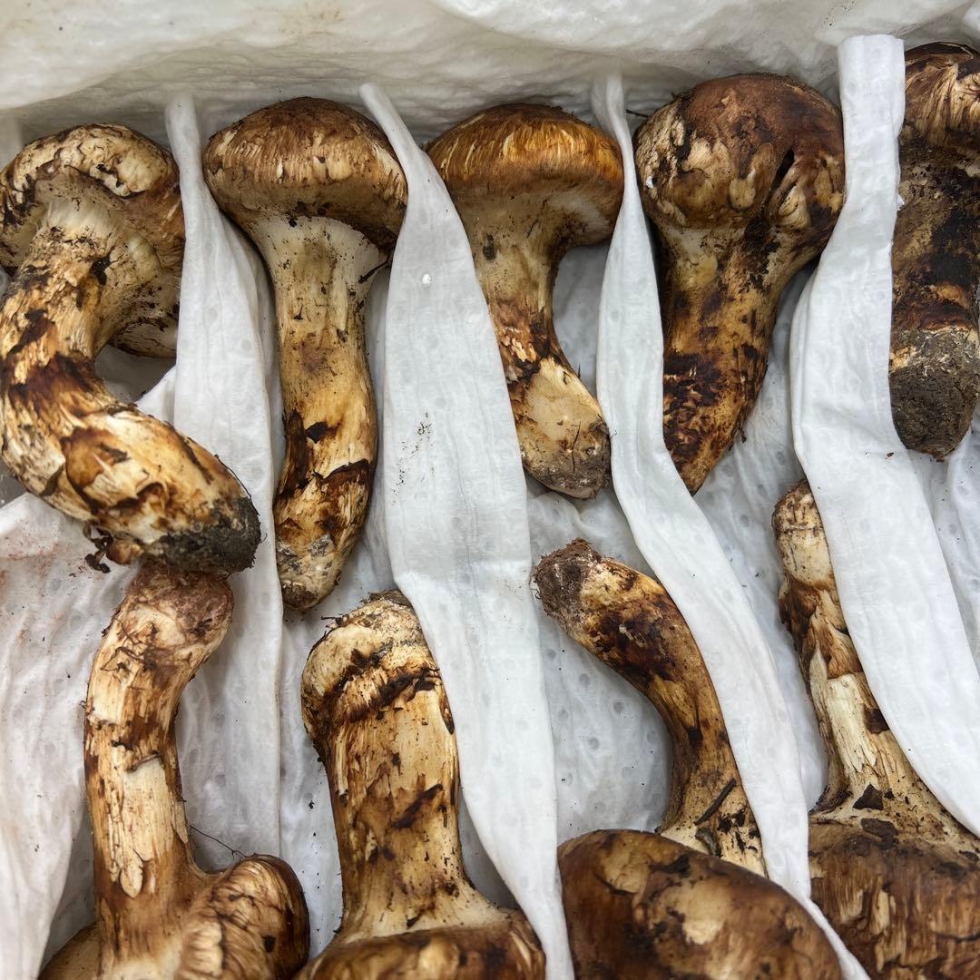 超新鮮な中国産松茸 31本入り　約1キロ入り つぼみ！ 綺麗！
