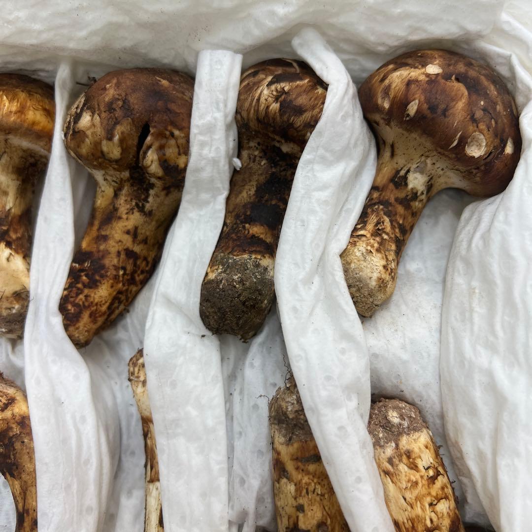 超新鮮な中国産松茸 31本入り　約1キロ入り つぼみ！ 綺麗！