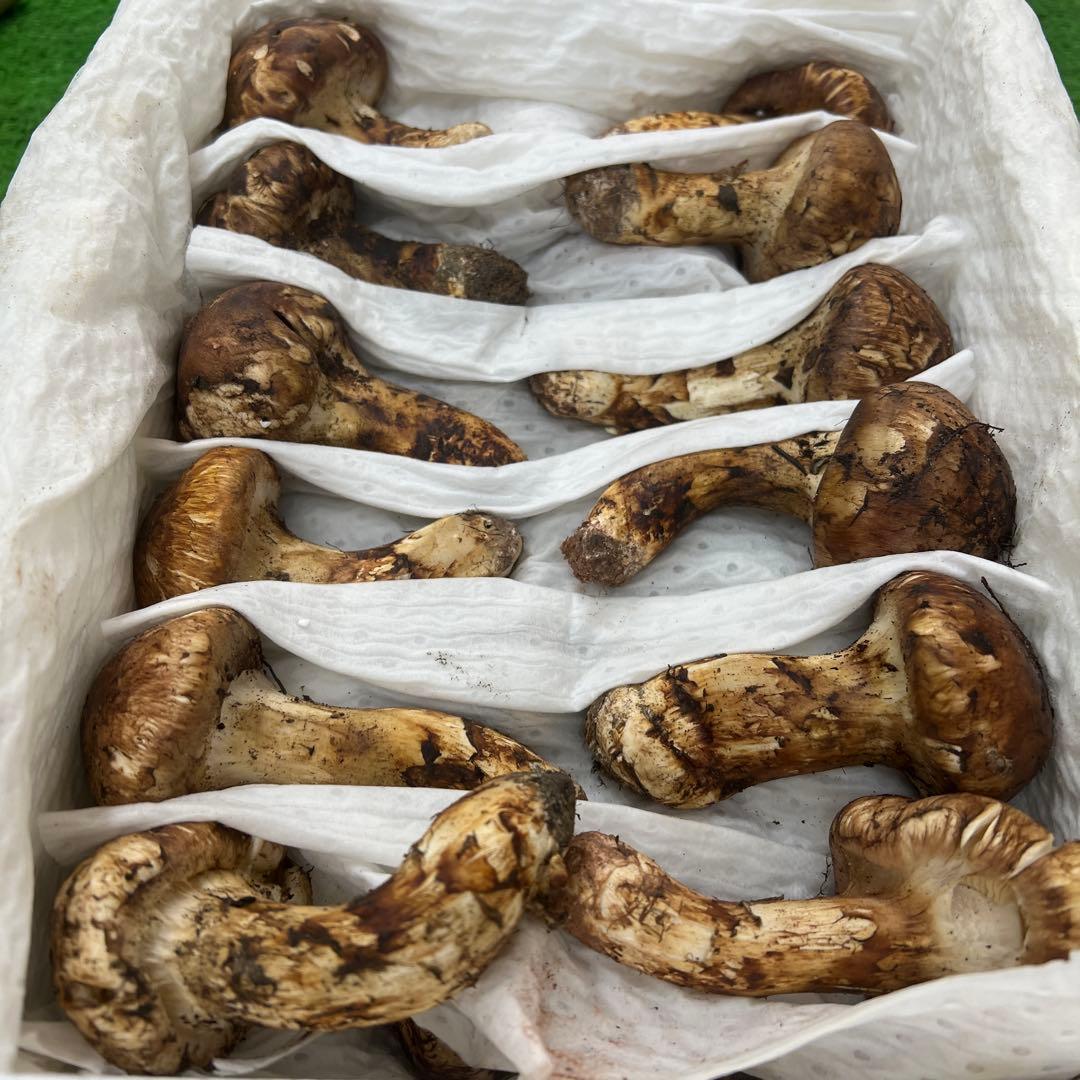 超新鮮な中国産松茸 31本入り　約1キロ入り つぼみ！ 綺麗！