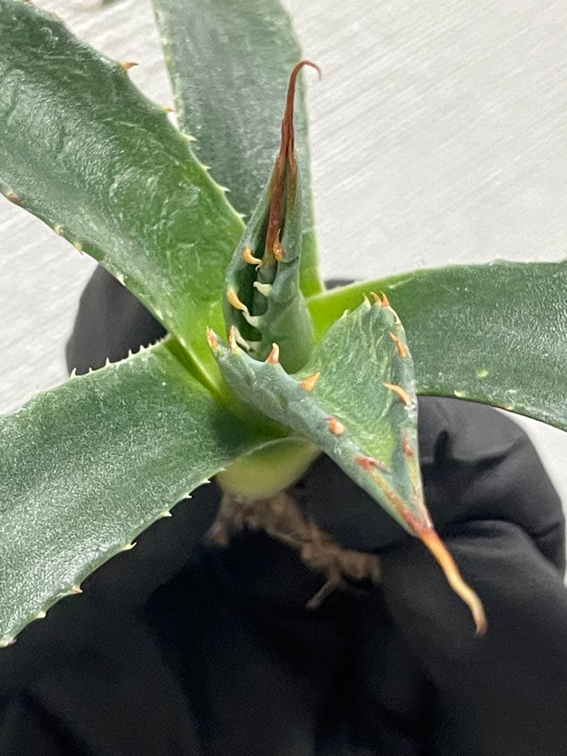 樹*様 ジェレミー産Hidden Agaveアガベ エボリスピナ×モンタナ ハイ