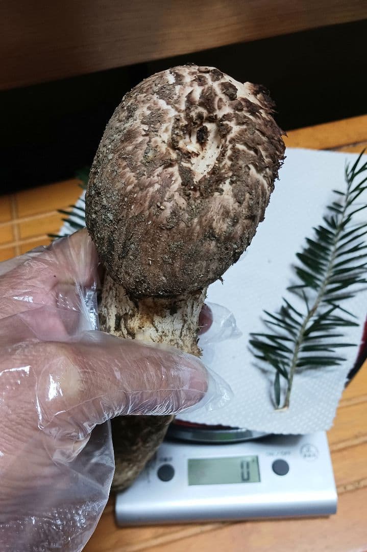 山梨産　栂松茸　極太180㌘　サービス付き