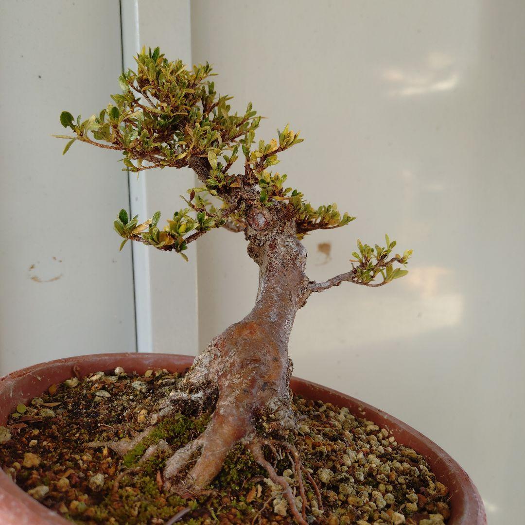 小品皐月盆栽　明美の月　高14cm