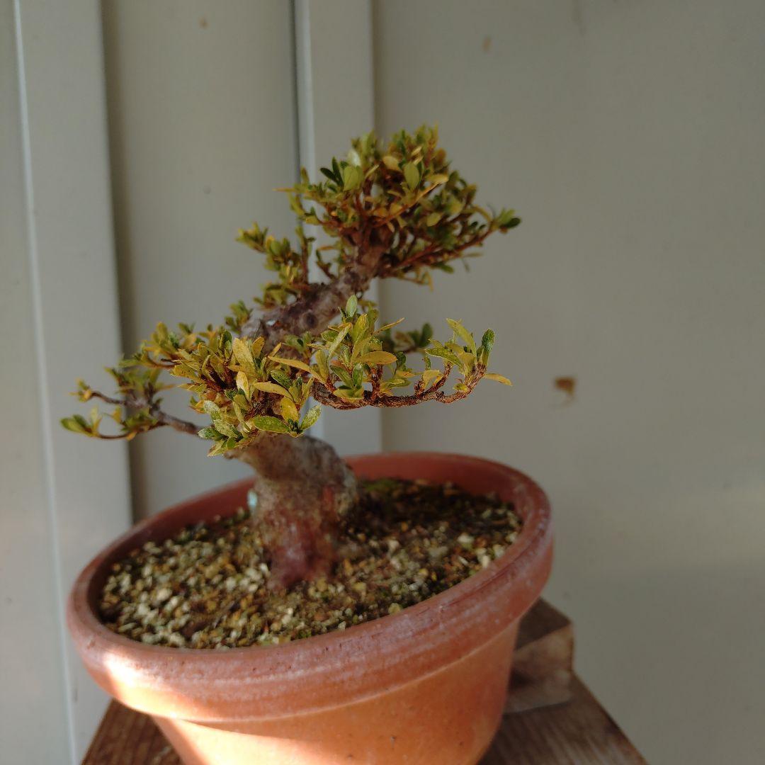 小品皐月盆栽　明美の月　高14cm