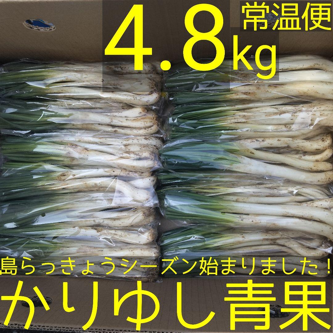 〈新物〉沖縄県産 島らっきょう 約4.8kg【常温便】①