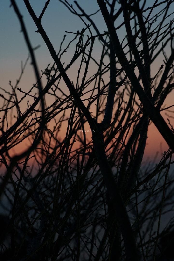 珠玉のポートレートレンズ！CONTAX Planar 85mm F1.4 AEG