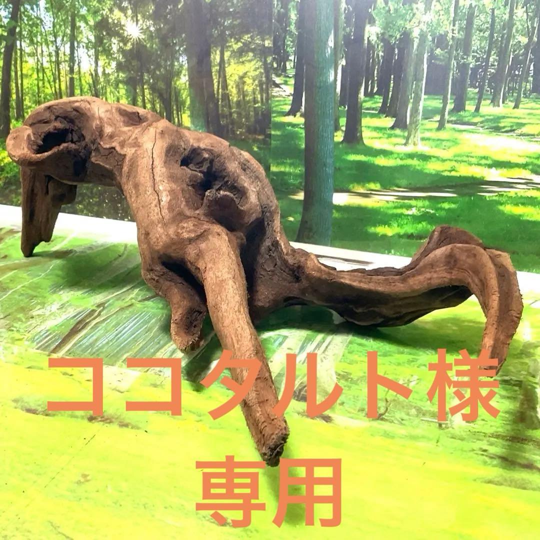 ココタルト　3点♪大ツノ2本のイケメン大型ホーンウッド等