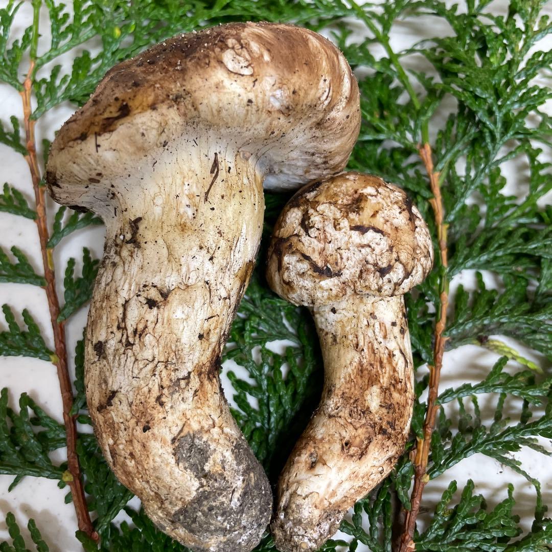 広島県産　松茸　大きい方虫食い