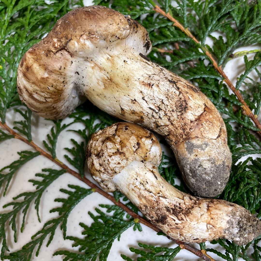 広島県産　松茸　大きい方虫食い