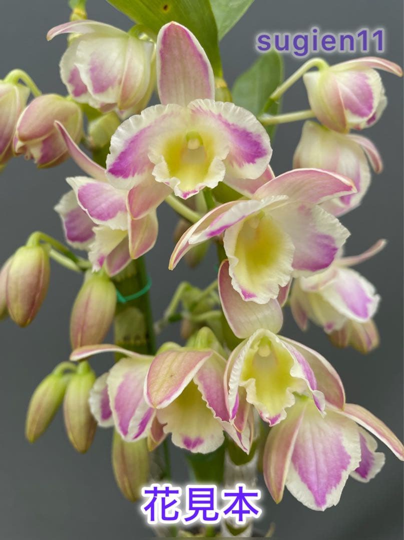 Bell様 リクエスト 3点 まとめ商品