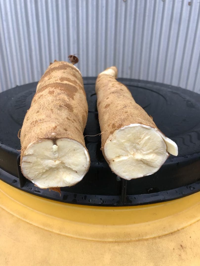 徳之島産キャッサバ生芋イエロー15キロ入り