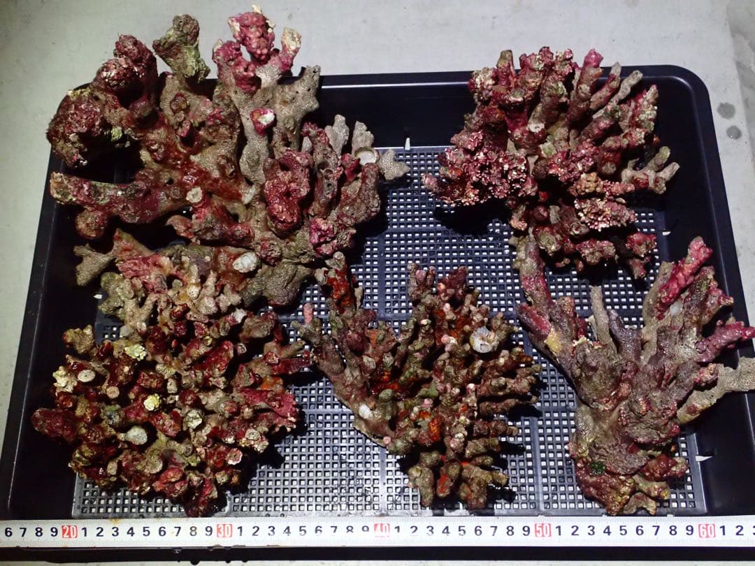 ライブロック　約5.0kg