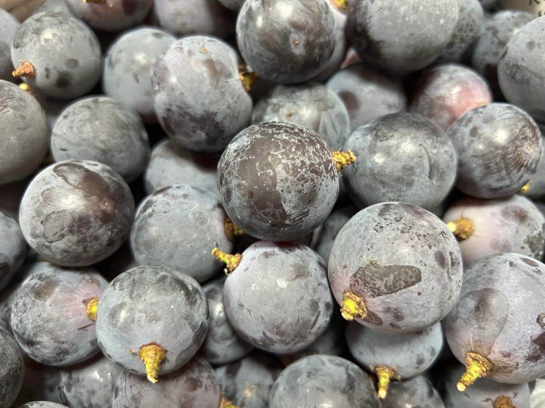 山形県産ぶどう　ピオーネ　粒10キロ