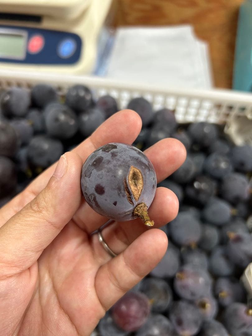 山形県産ぶどう　ピオーネ　粒10キロ