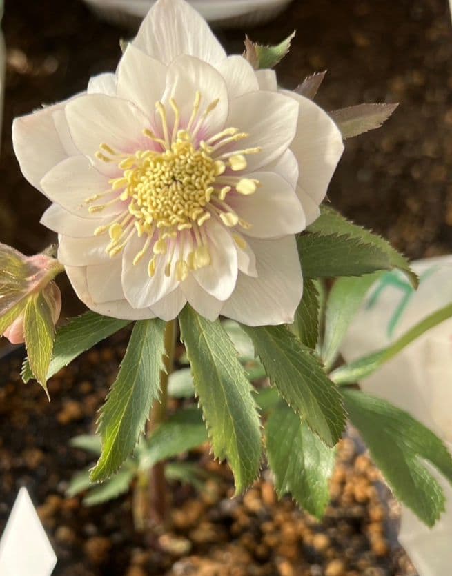 クリスマスローズ　ウィンターシンフォニー　静　dd　整形