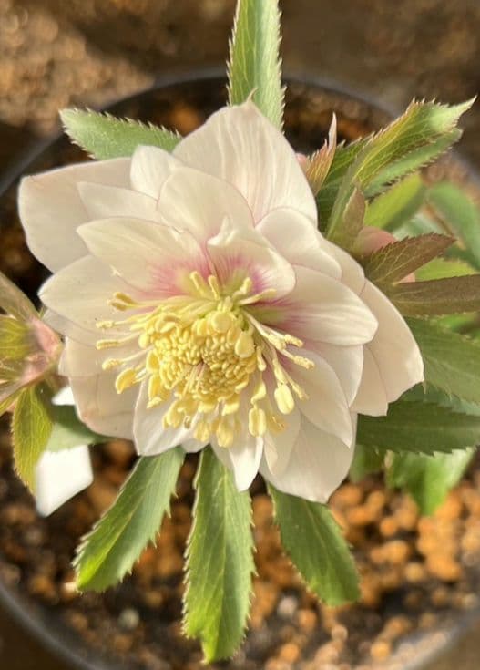 クリスマスローズ　ウィンターシンフォニー　静　dd　整形