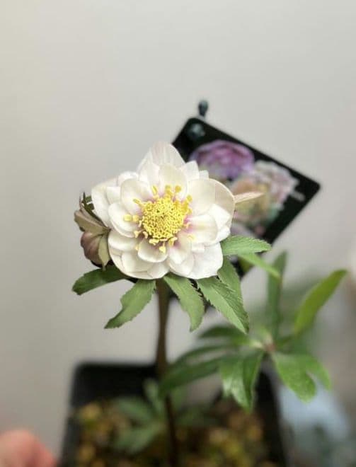 クリスマスローズ　ウィンターシンフォニー　静　dd　整形