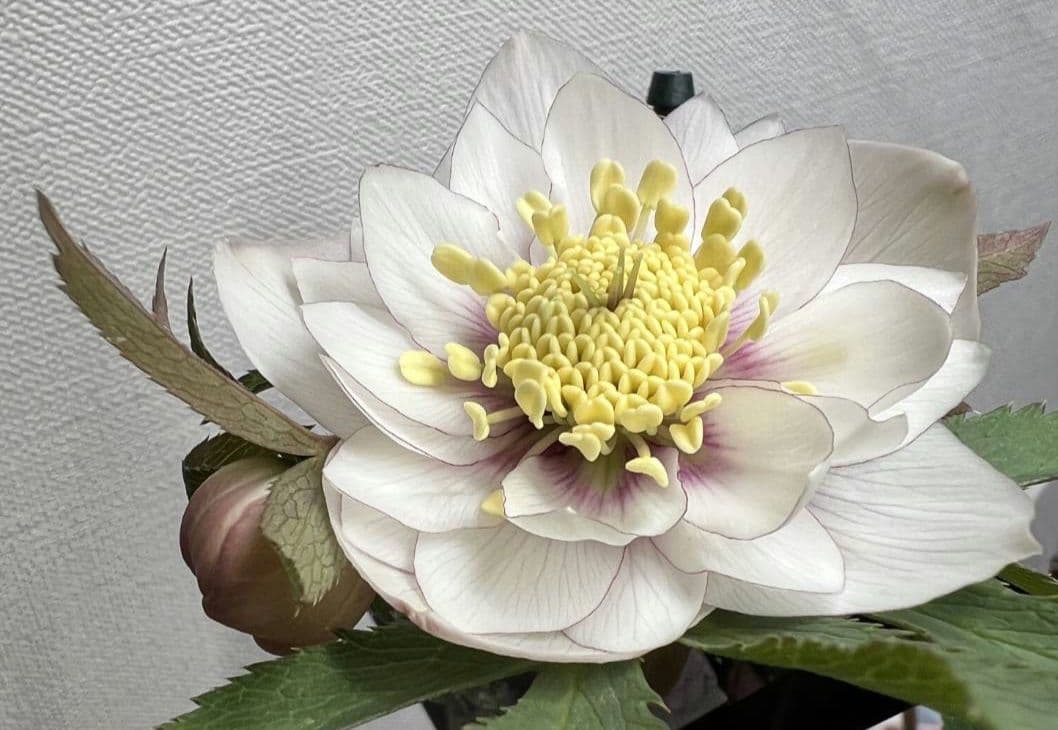 クリスマスローズ　ウィンターシンフォニー　静　dd　整形