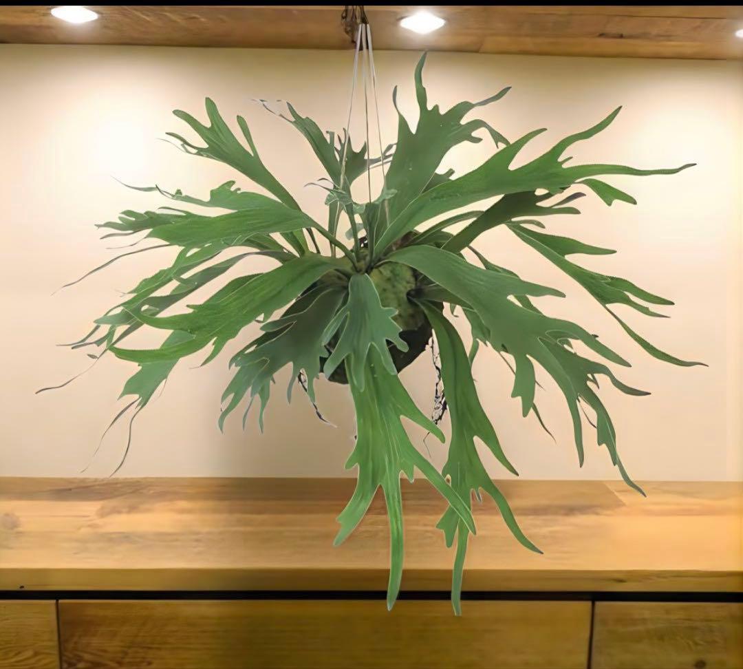 光触媒　人工観葉植物　ウォールグリーン　フェイクグリーン　コウモリランモスボール