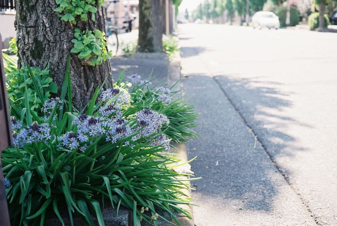 ヤシカエレクトロ35GL