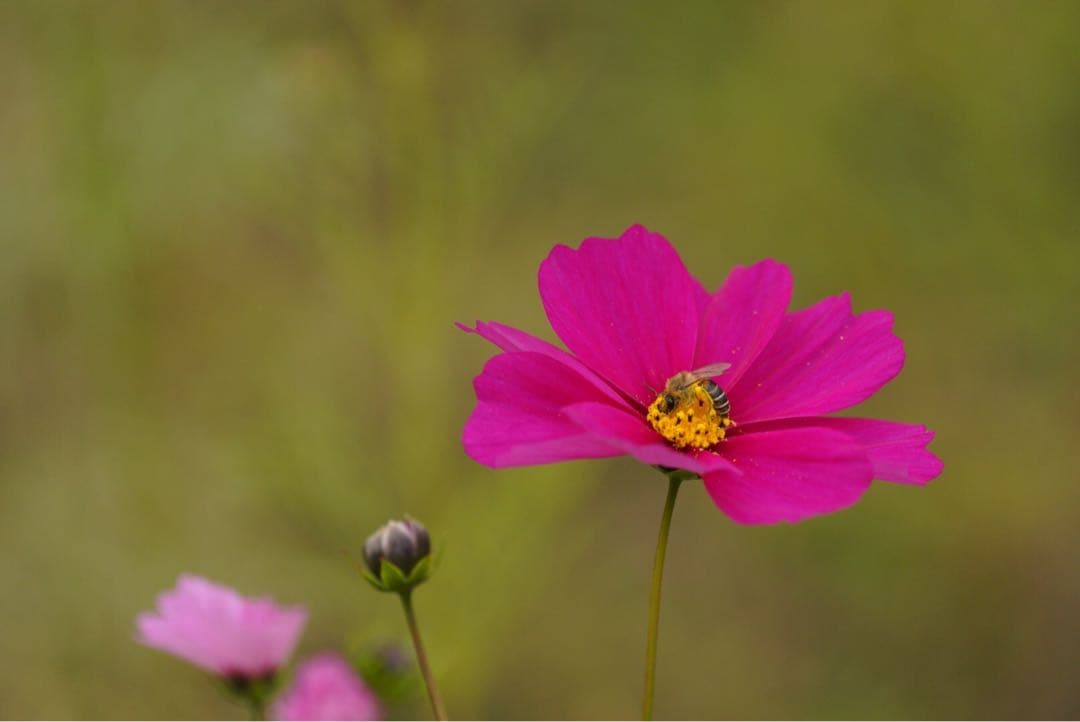 ハチミツ　日本蜜蜂の蜂蜜　奥山の奥のはちみつ　花粉入り結晶化