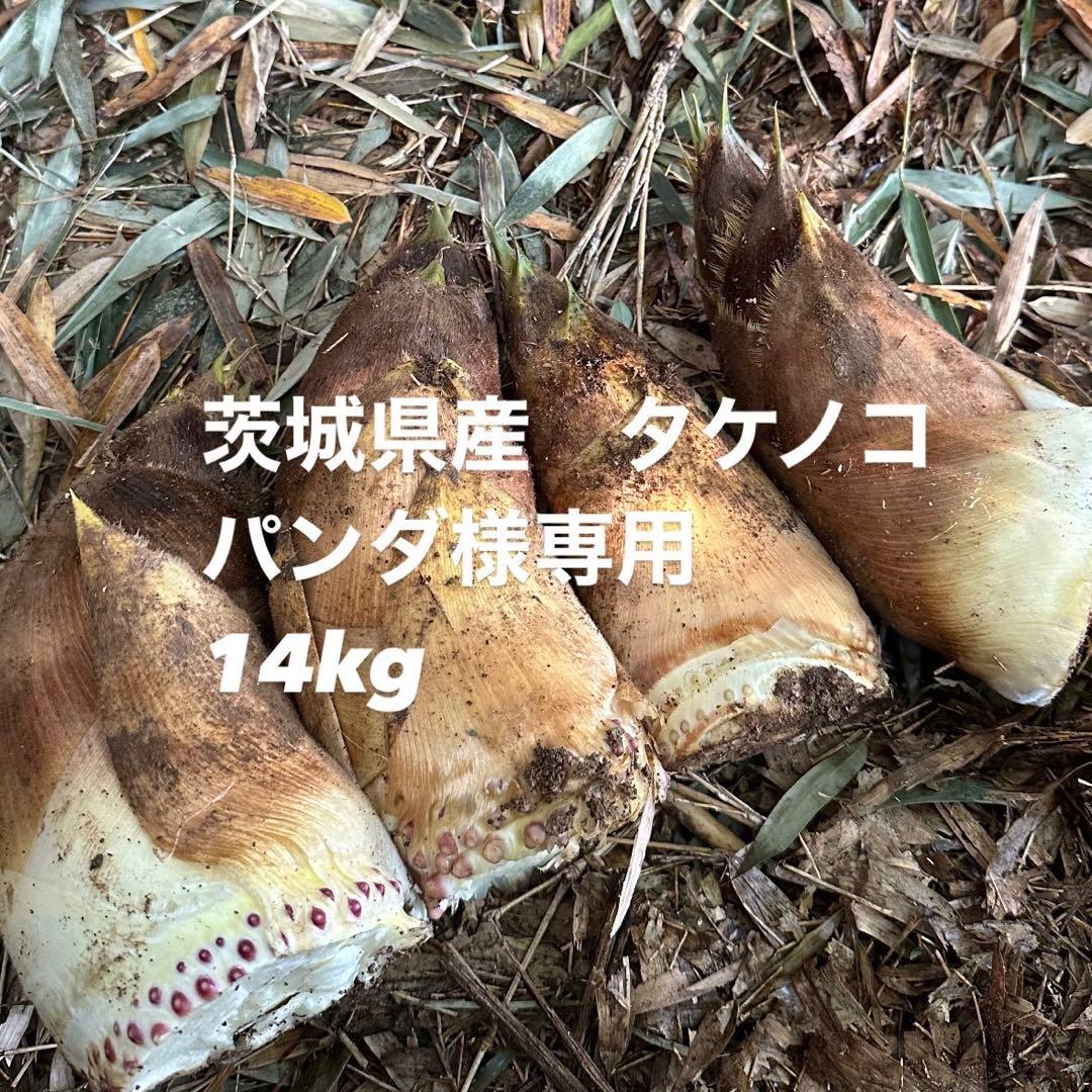 パンダ　茨城県産　タケノコ14kg