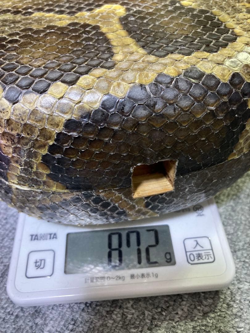 三線チーガ　胴　本皮1枚張り