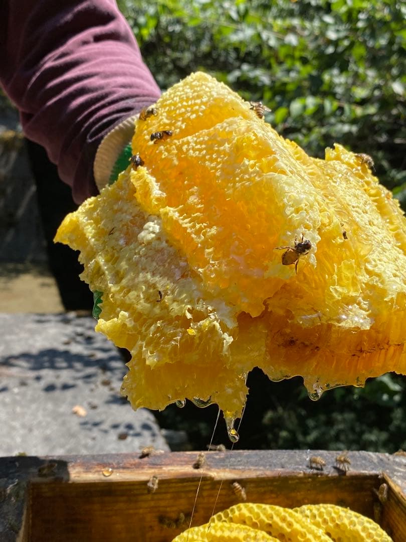 ハチミツ　日本蜜蜂の蜂蜜　巣箱の違うはちみつ　奥山の奥