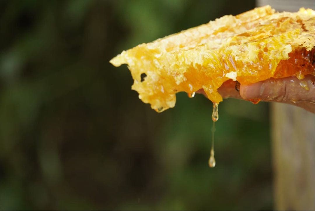 ハチミツ　日本蜜蜂の蜂蜜　巣箱の違うはちみつ　奥山の奥