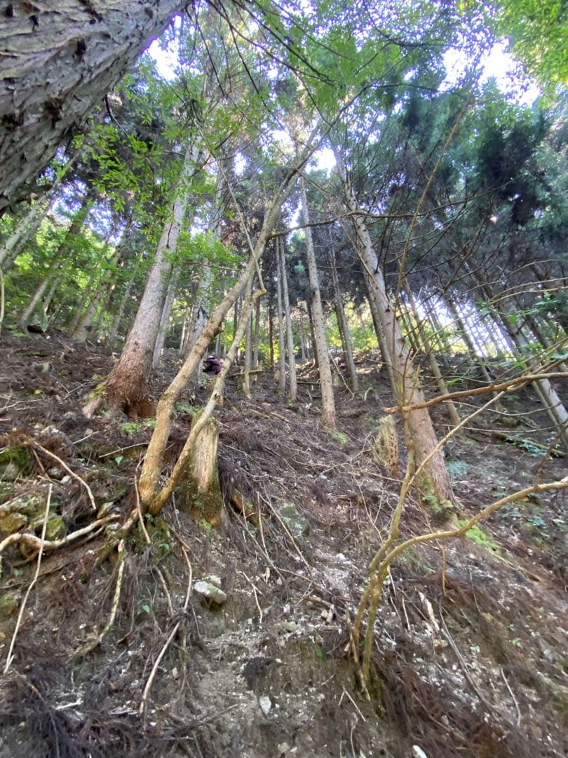 ハチミツ　日本蜜蜂の蜂蜜　巣箱の違うはちみつ　奥山の奥