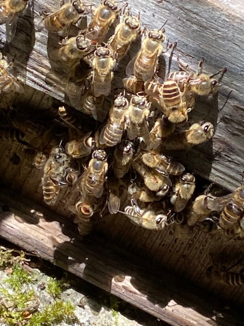 ハチミツ　日本蜜蜂の蜂蜜　巣箱の違うはちみつ　奥山の奥