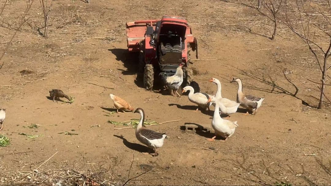 アヒル 鴨の卵 40個