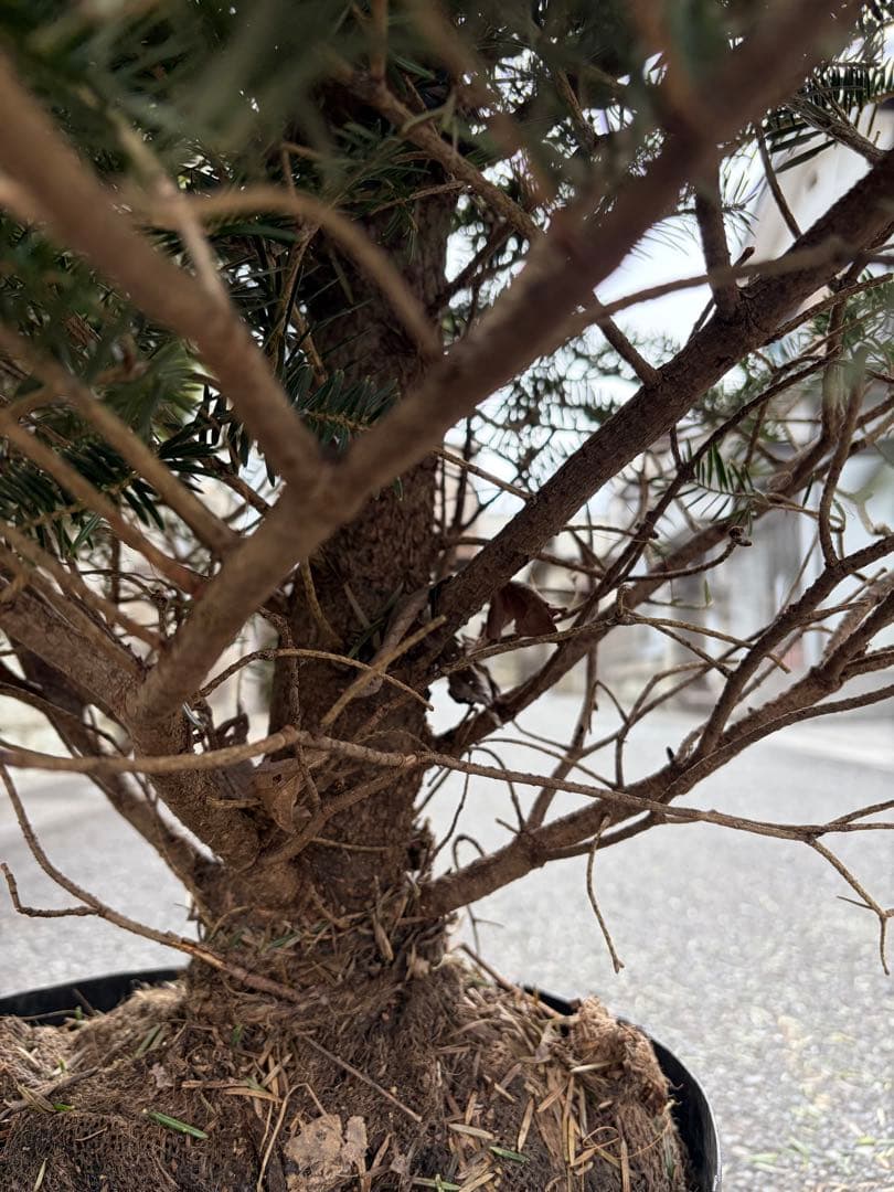 bebitamaxi　庭木　もみの木　高さ１８０センチ　直接引取り歓迎