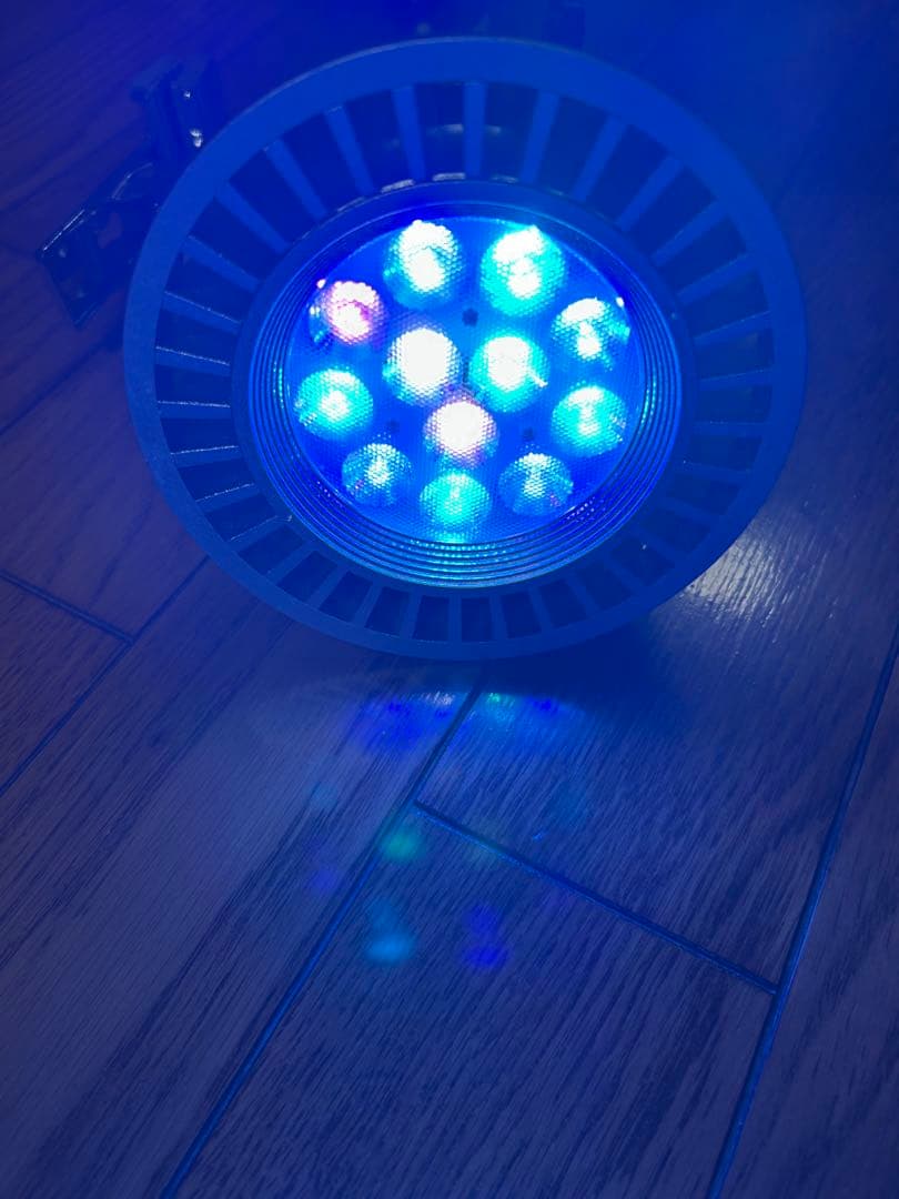 GrassyLeDio RX122C CR ボルクスジャパン　海水魚　BT2