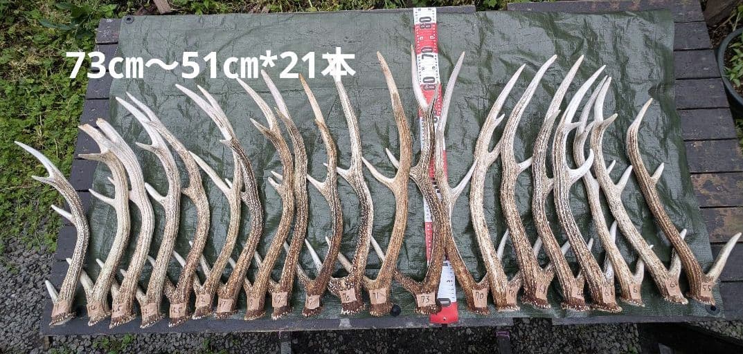 蝦夷鹿の落ち角「※31本セット」