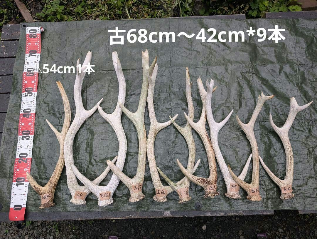 蝦夷鹿の落ち角「※31本セット」