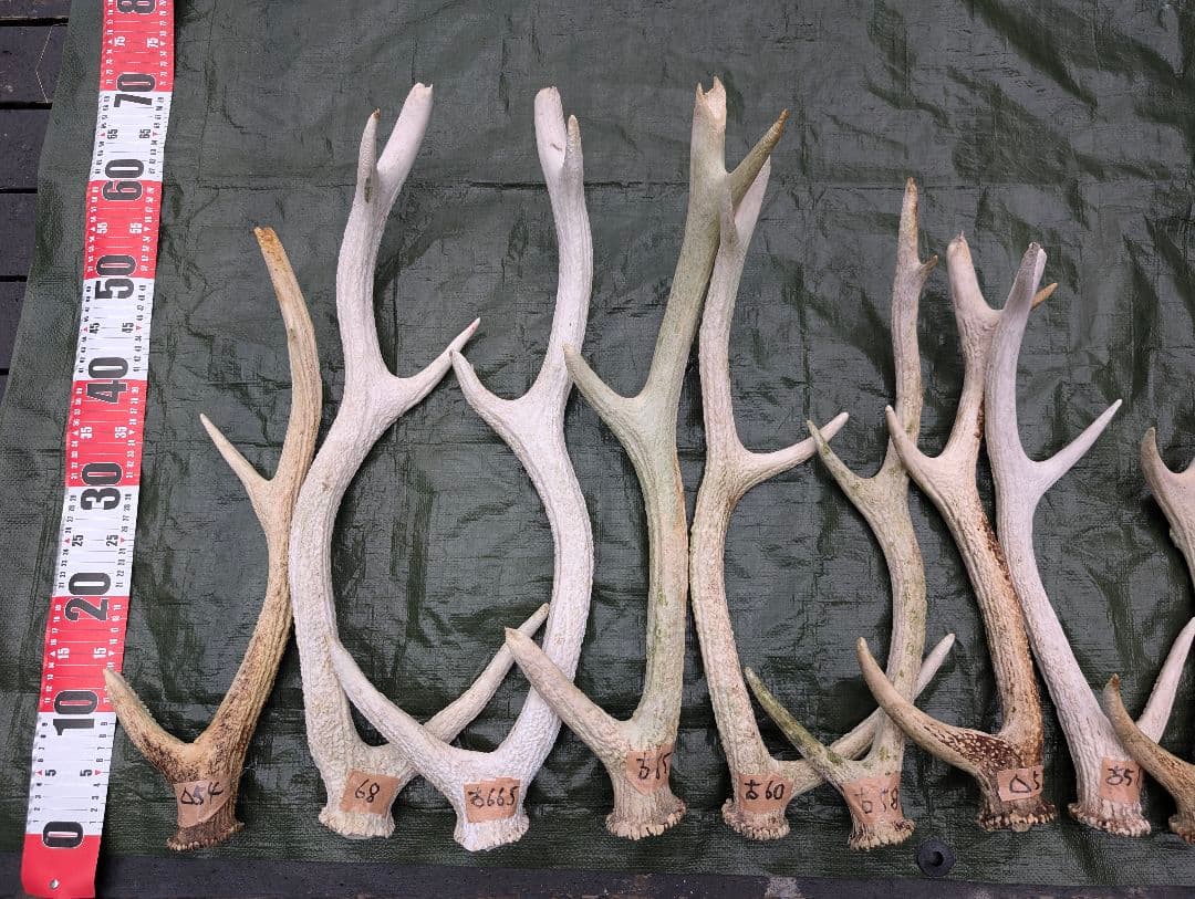 蝦夷鹿の落ち角「※31本セット」