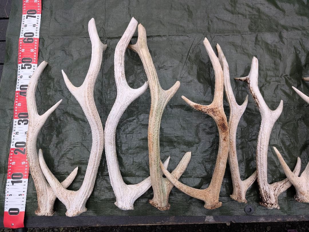 蝦夷鹿の落ち角「※31本セット」