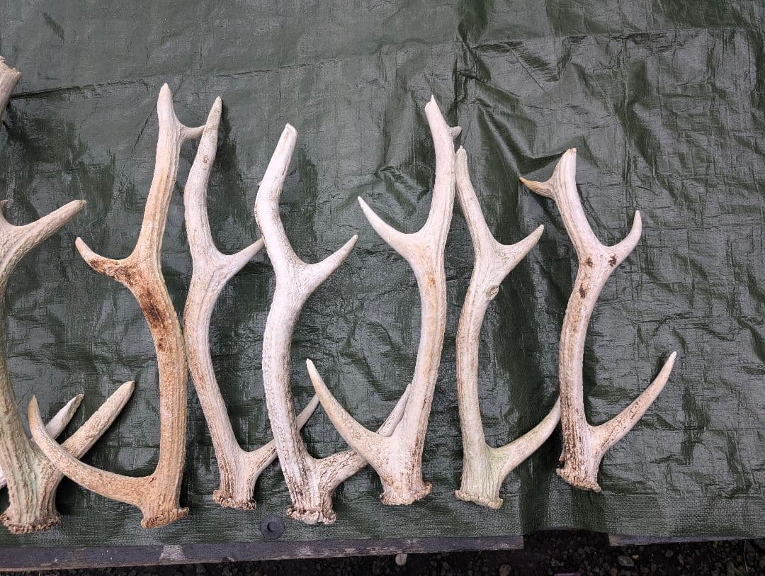 蝦夷鹿の落ち角「※31本セット」