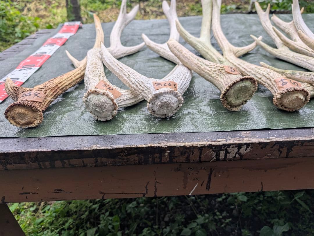 蝦夷鹿の落ち角「※31本セット」