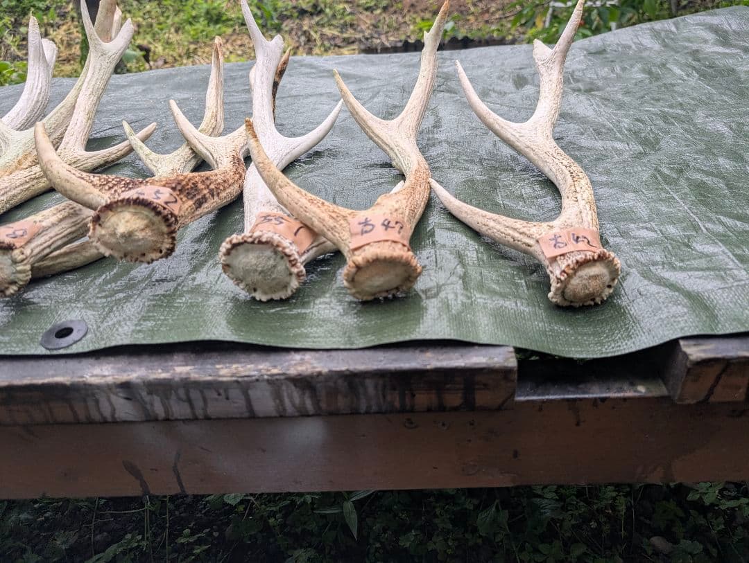 蝦夷鹿の落ち角「※31本セット」