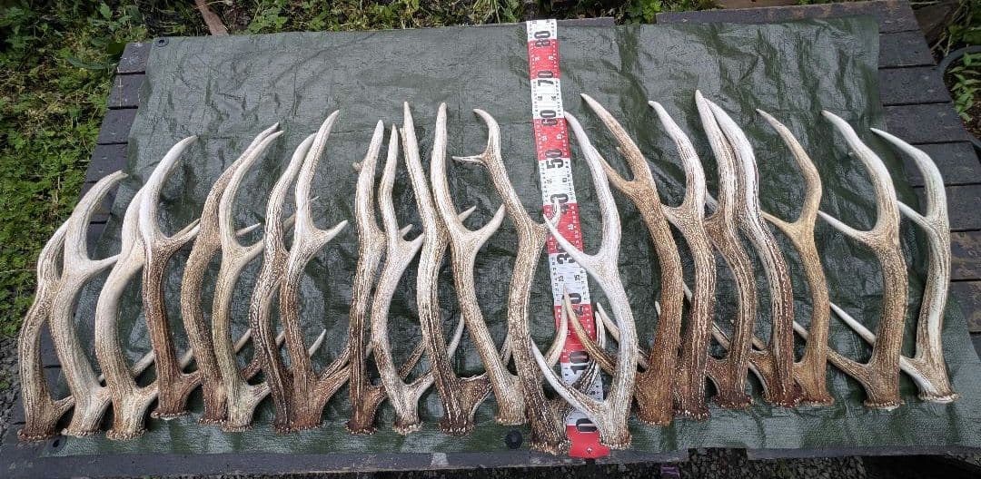 蝦夷鹿の落ち角「※31本セット」