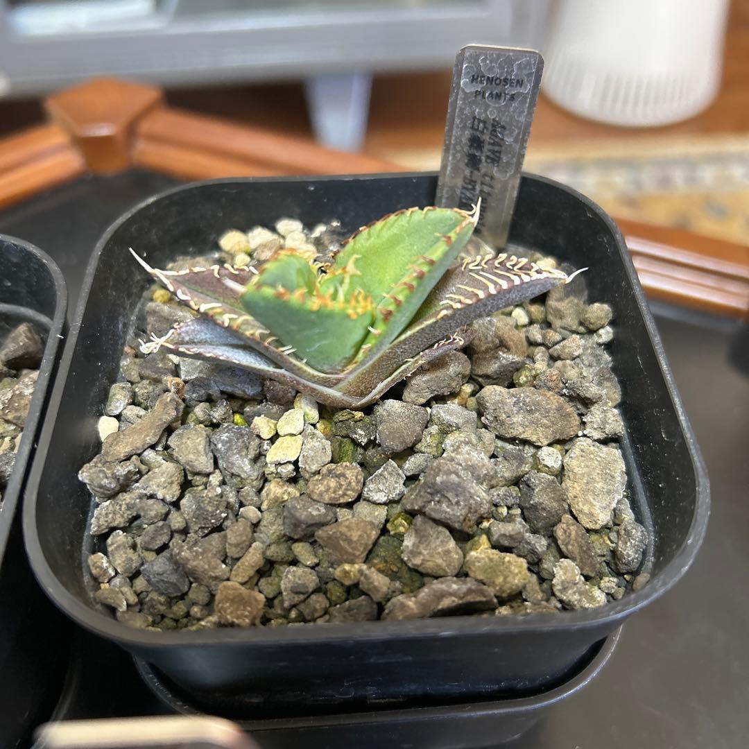 R*n様 アガベ 子株4種セット　大白鯊　白毫棘　ゴジラ　オアハカ縞斑　OCの優