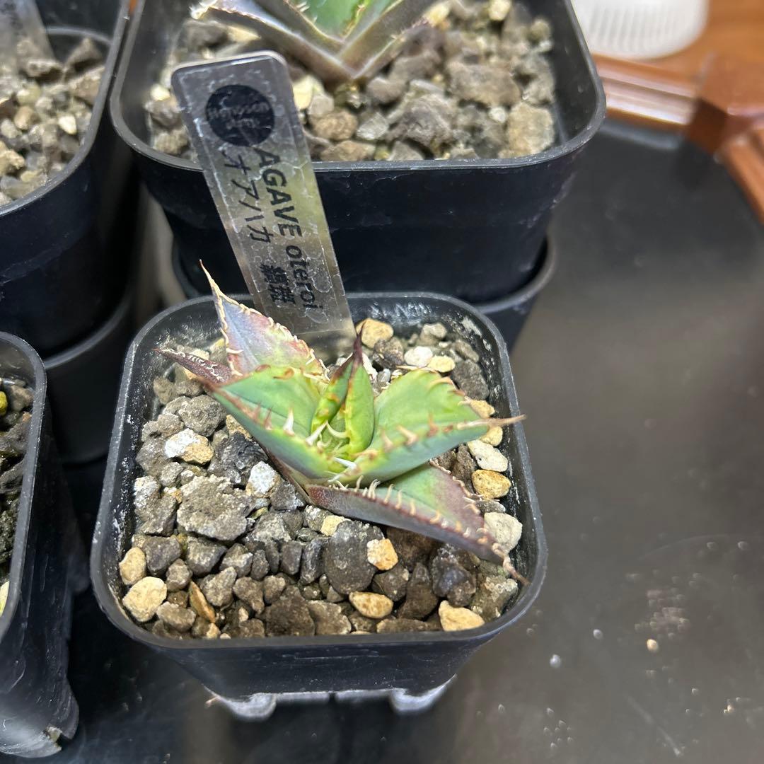 R*n様 アガベ 子株4種セット　大白鯊　白毫棘　ゴジラ　オアハカ縞斑　OCの優