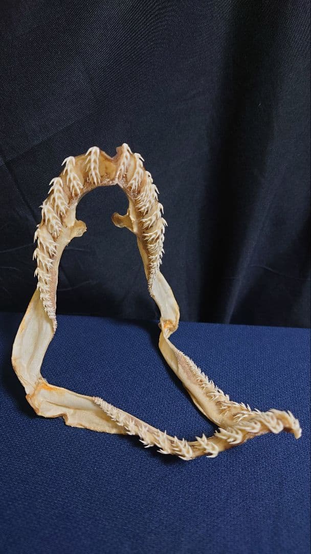 ラブカ（Chlamydoselachus anguineus）の顎骨標本