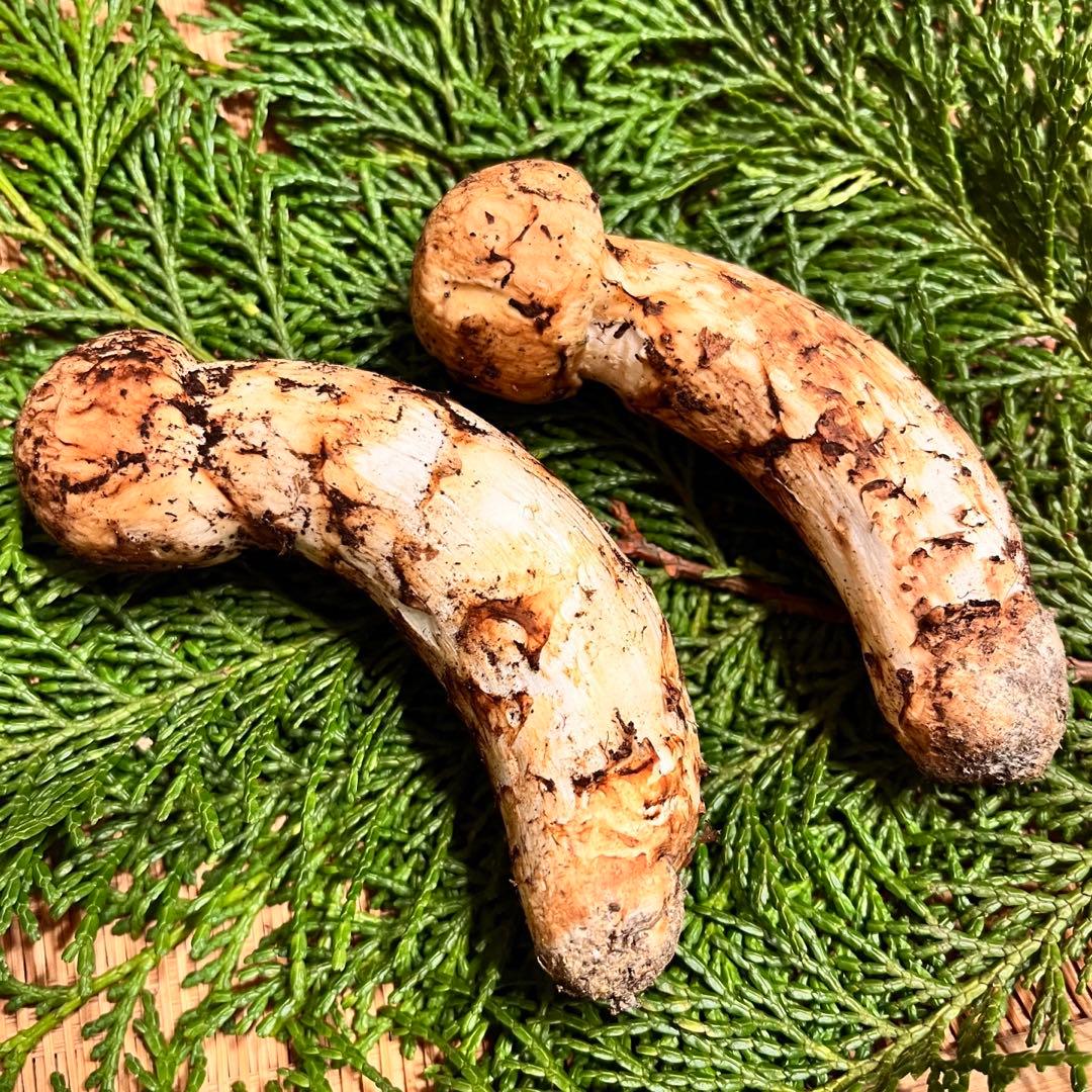 【1箱のみ】国産松茸 つぼみ（軸太充実）　約94g