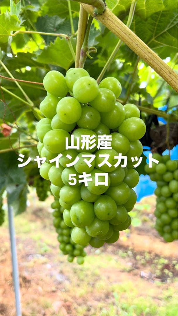山形産 シャインマスカット 5キロ(6〜8房)
